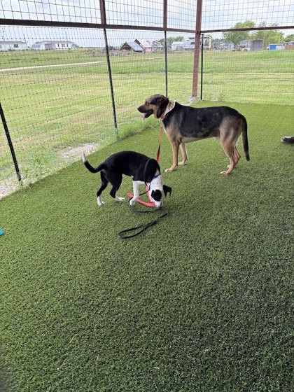 Colby (in foster) 2