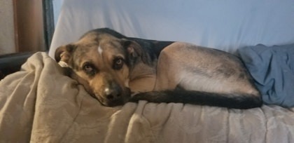 Colby (in foster) 3