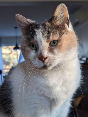 Alice, Adult Female unknown