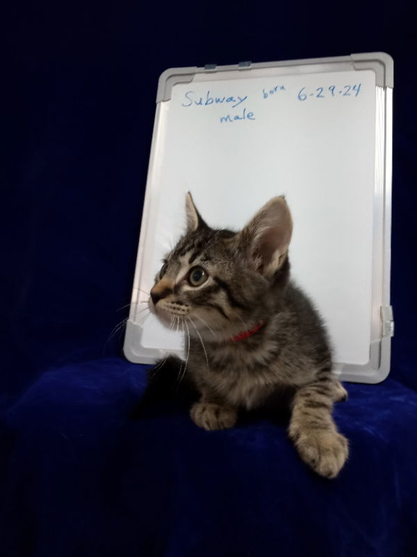 Subway, an adoptable Tabby in Alturas, CA, 96101 | Photo Image 1