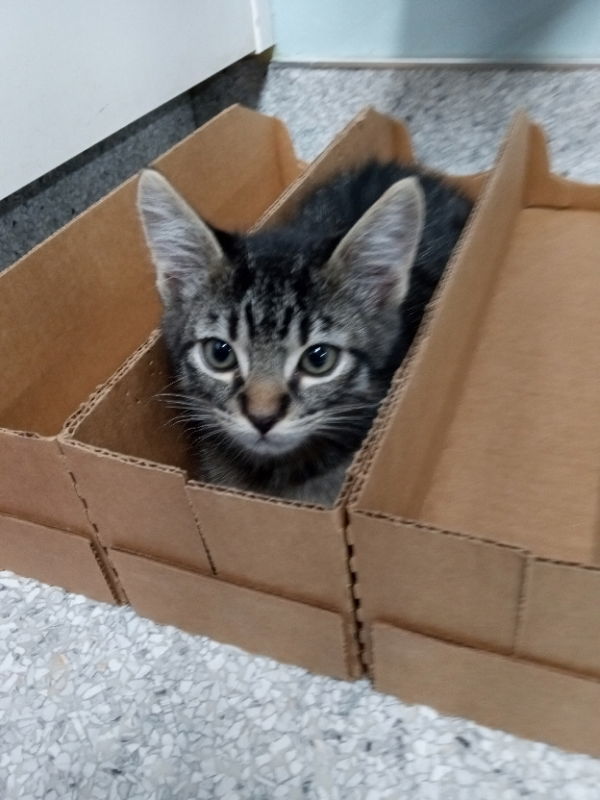 Subway, an adoptable Tabby in Alturas, CA, 96101 | Photo Image 2