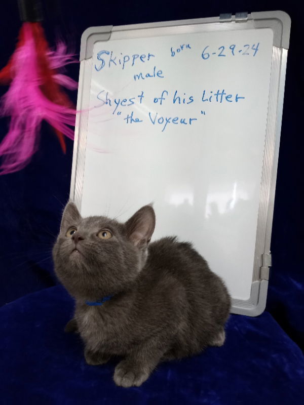 Skipper, an adoptable Domestic Medium Hair in Alturas, CA, 96101 | Photo Image 2