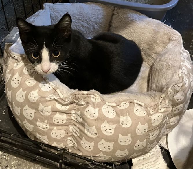 Mylo Tuxedo