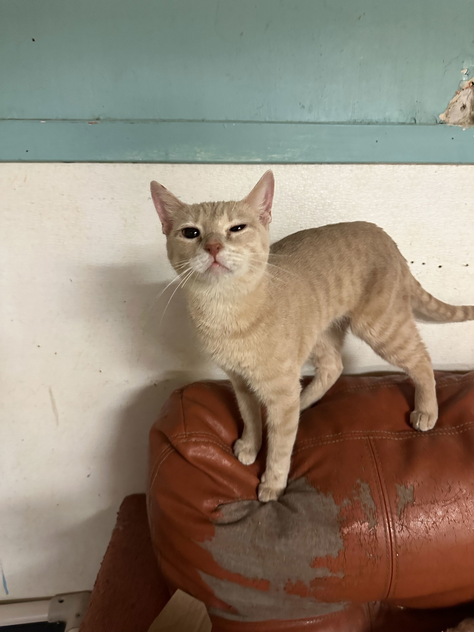 Sunflower, an adoptable Domestic Short Hair in Jackson, MS, 39213 | Photo Image 1