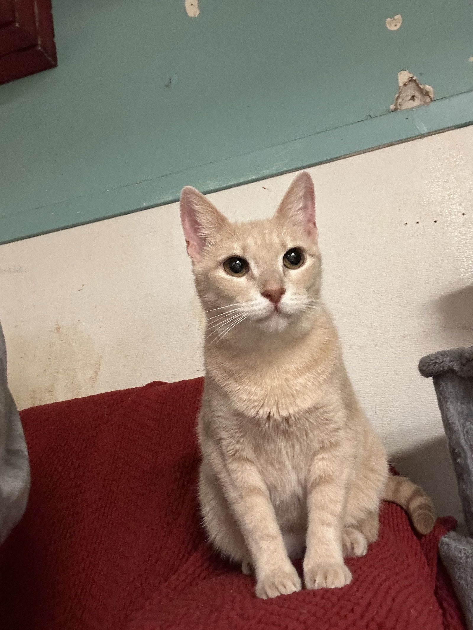 Sunflower, an adoptable Domestic Short Hair in Jackson, MS, 39213 | Photo Image 1