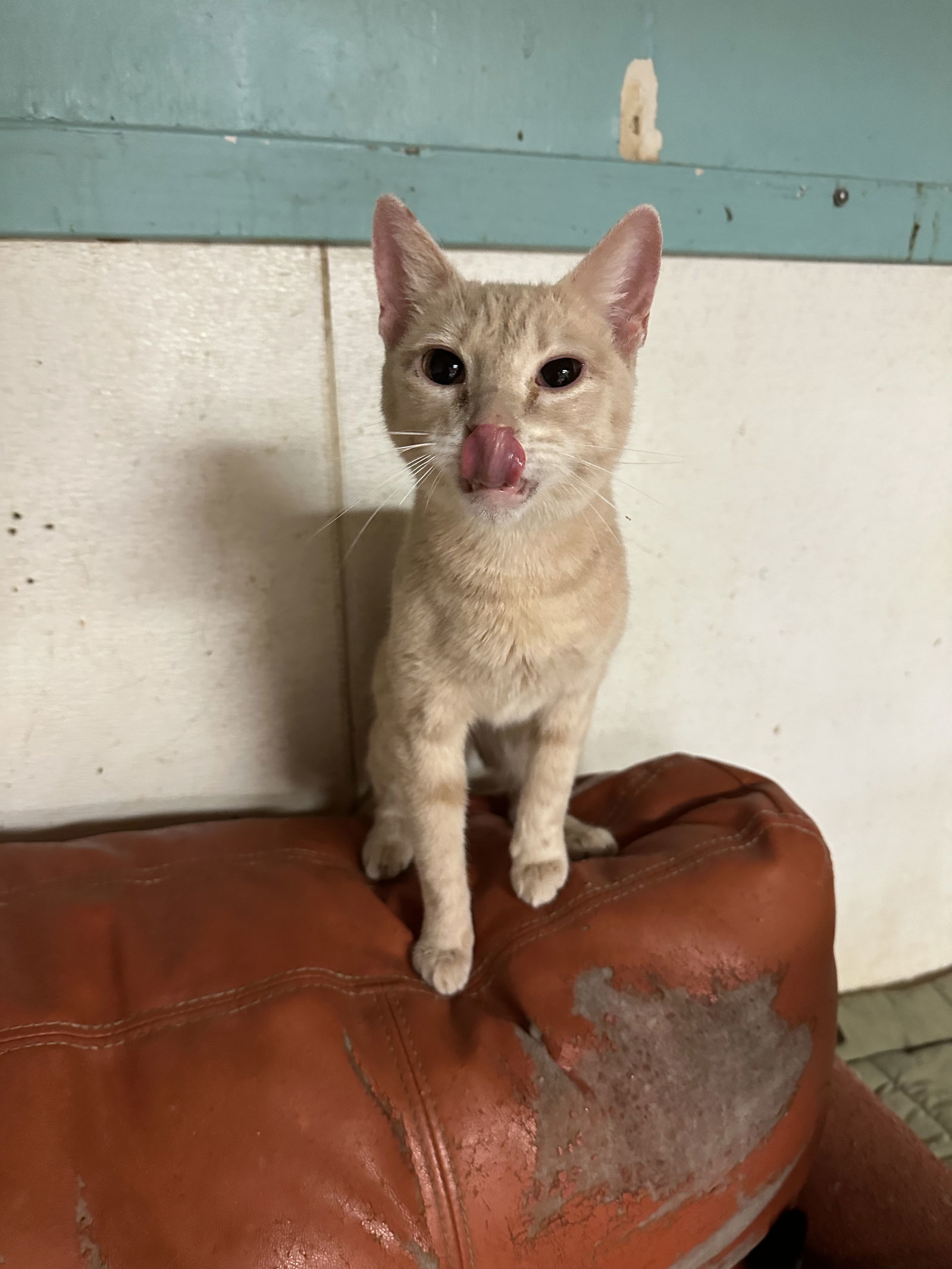 Sunflower, an adoptable Domestic Short Hair in Jackson, MS, 39213 | Photo Image 2