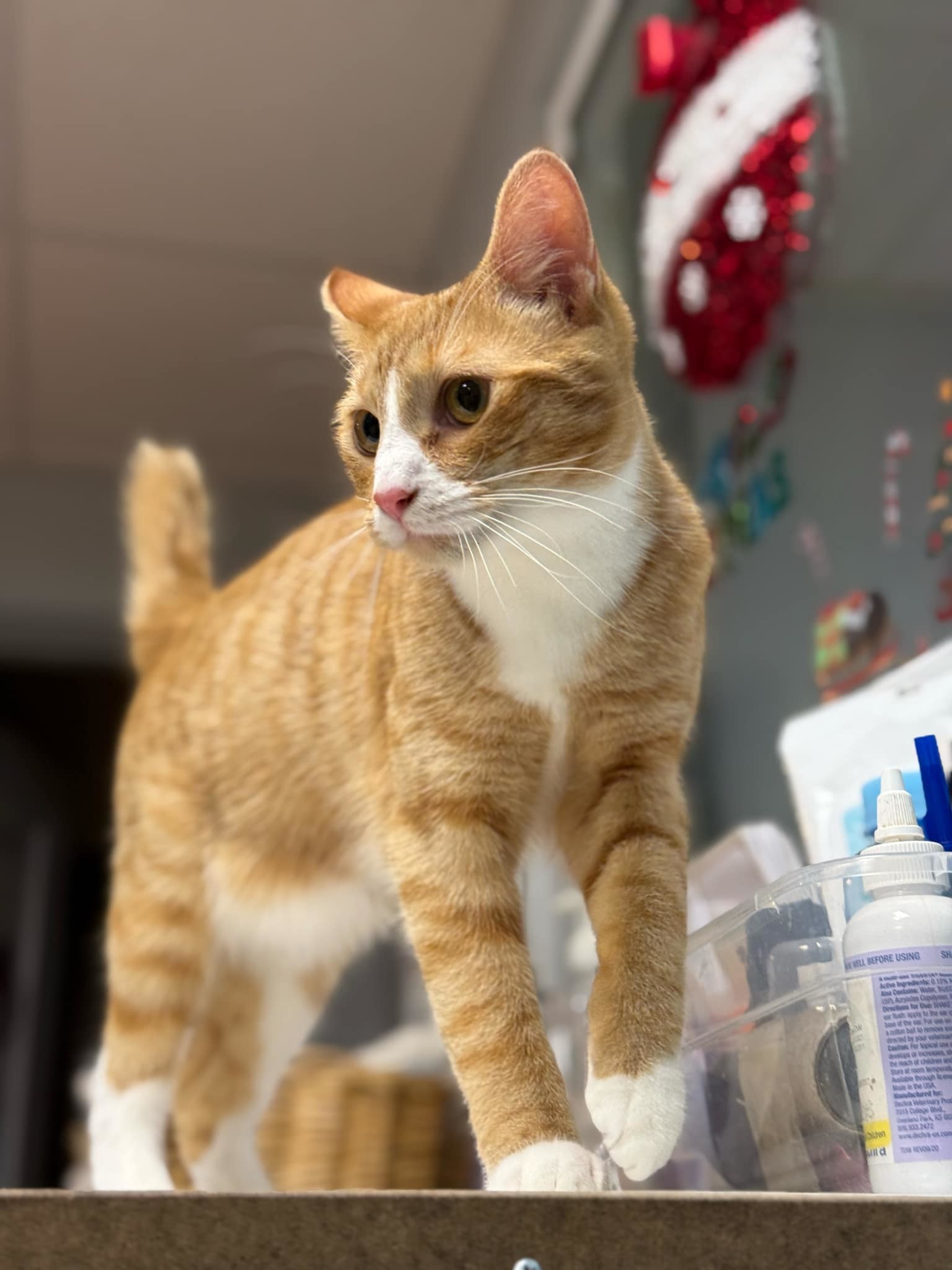 Noodle, an adoptable Domestic Short Hair in Cedar Rapids, IA, 52405 | Photo Image 1