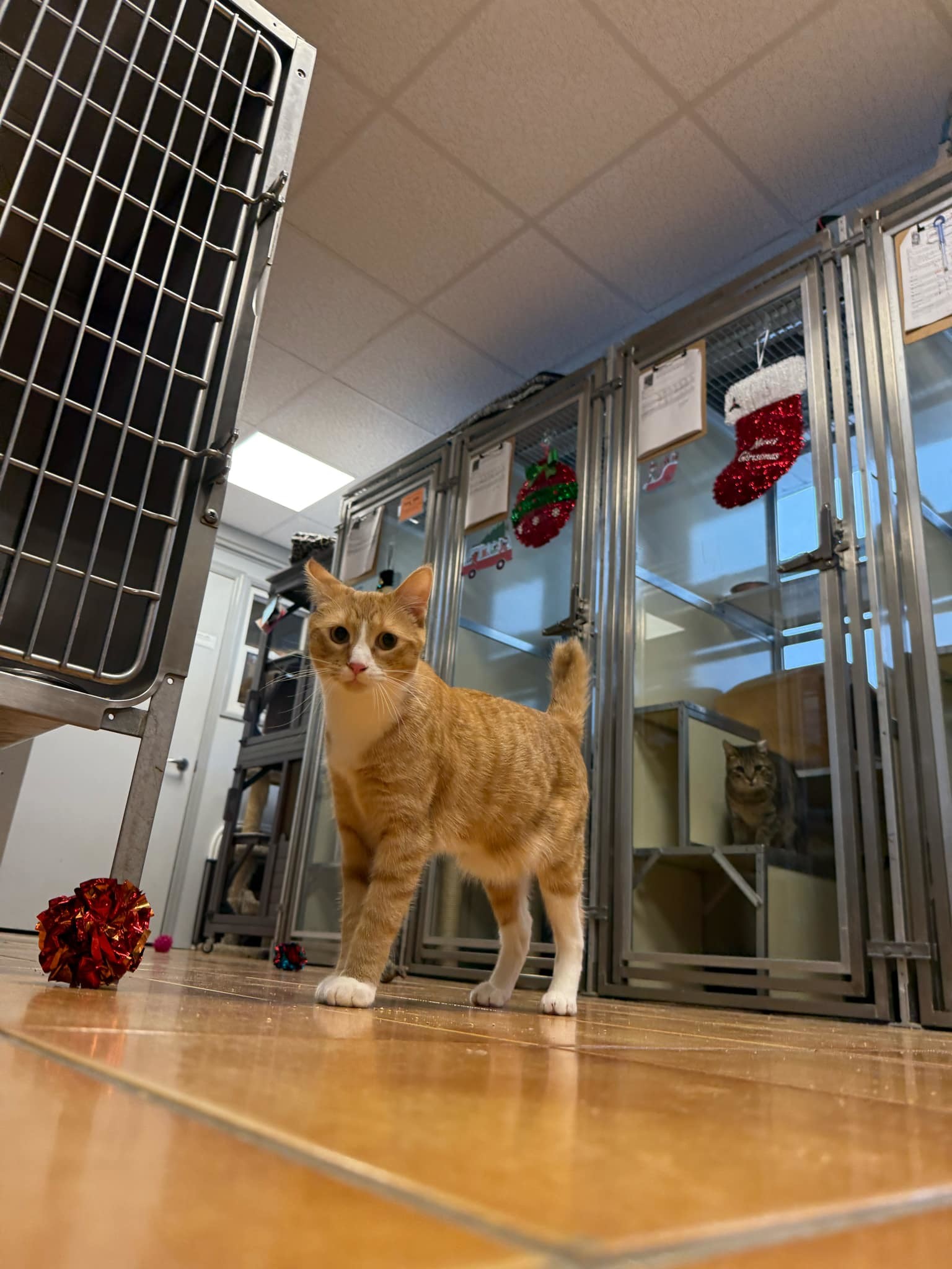 Noodle, an adoptable Domestic Short Hair in Cedar Rapids, IA, 52405 | Photo Image 2