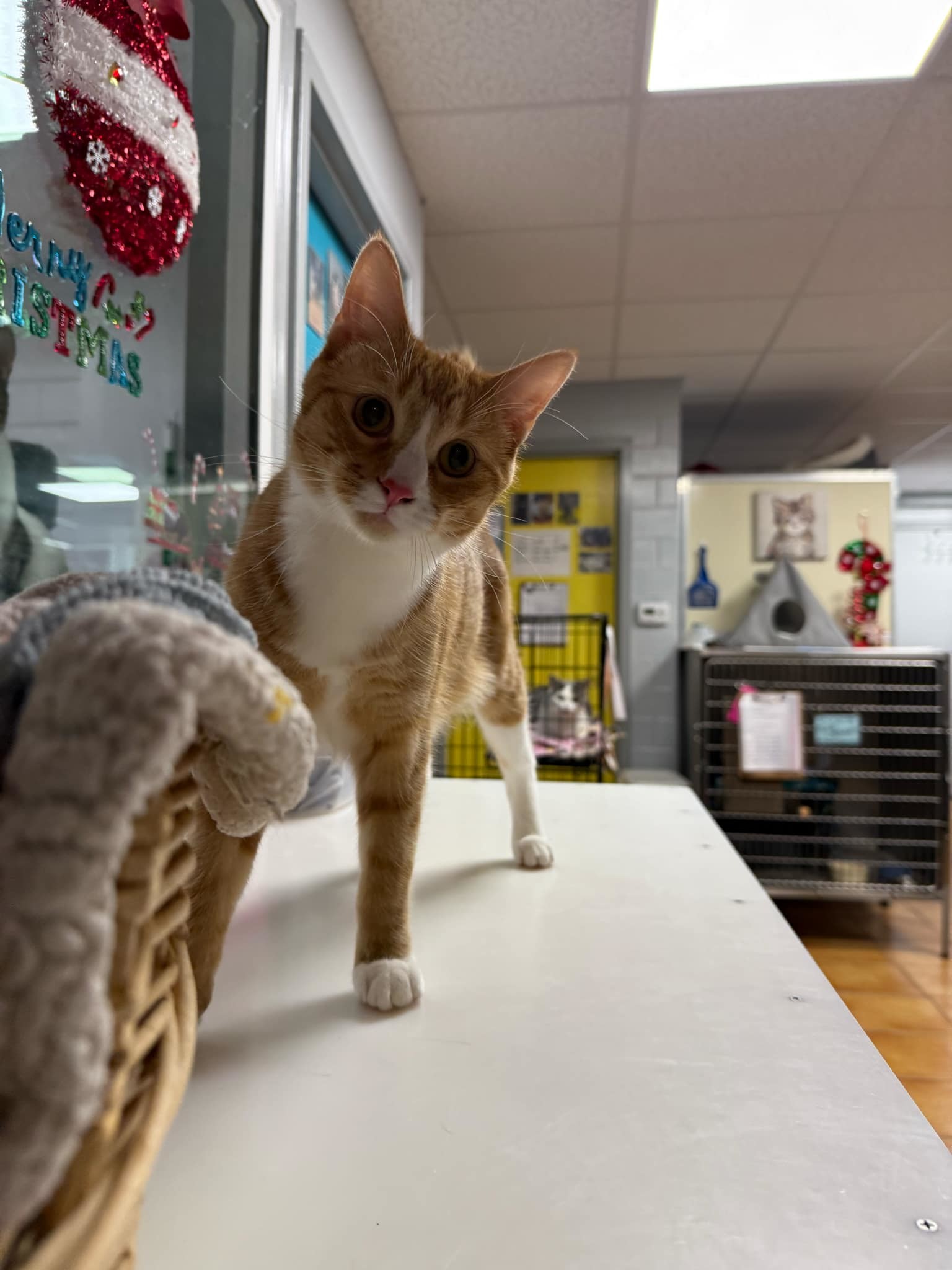 Noodle, an adoptable Domestic Short Hair in Cedar Rapids, IA, 52405 | Photo Image 3