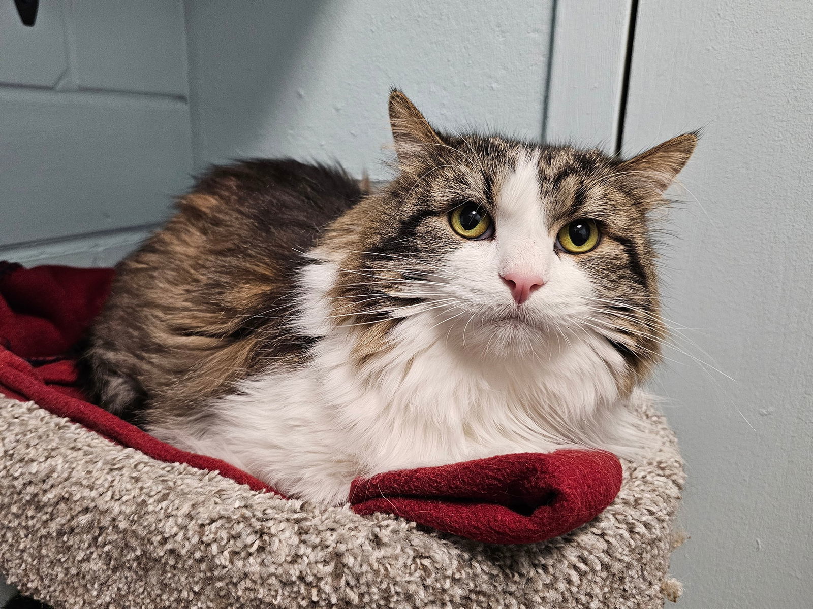 Isabel, an adoptable Domestic Long Hair in Cedar Rapids, IA, 52405 | Photo Image 1