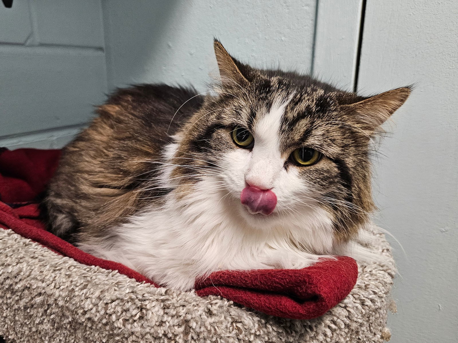 Isabel, an adoptable Domestic Long Hair in Cedar Rapids, IA, 52405 | Photo Image 2