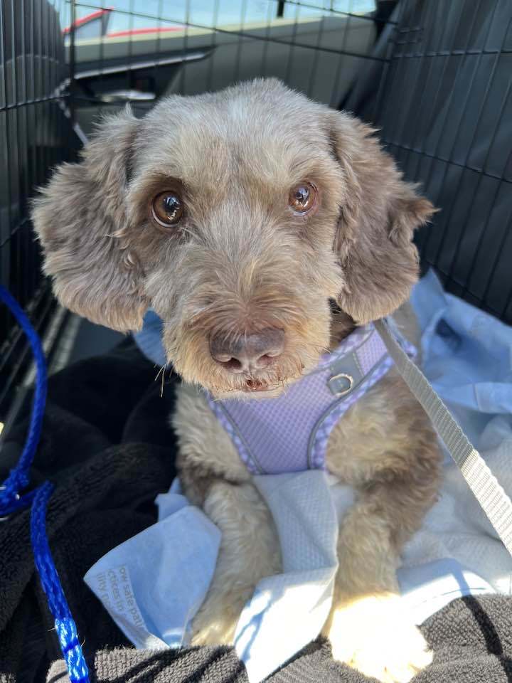 Twiggy, an adoptable Havanese in Kansas City, MO, 64133 | Photo Image 1