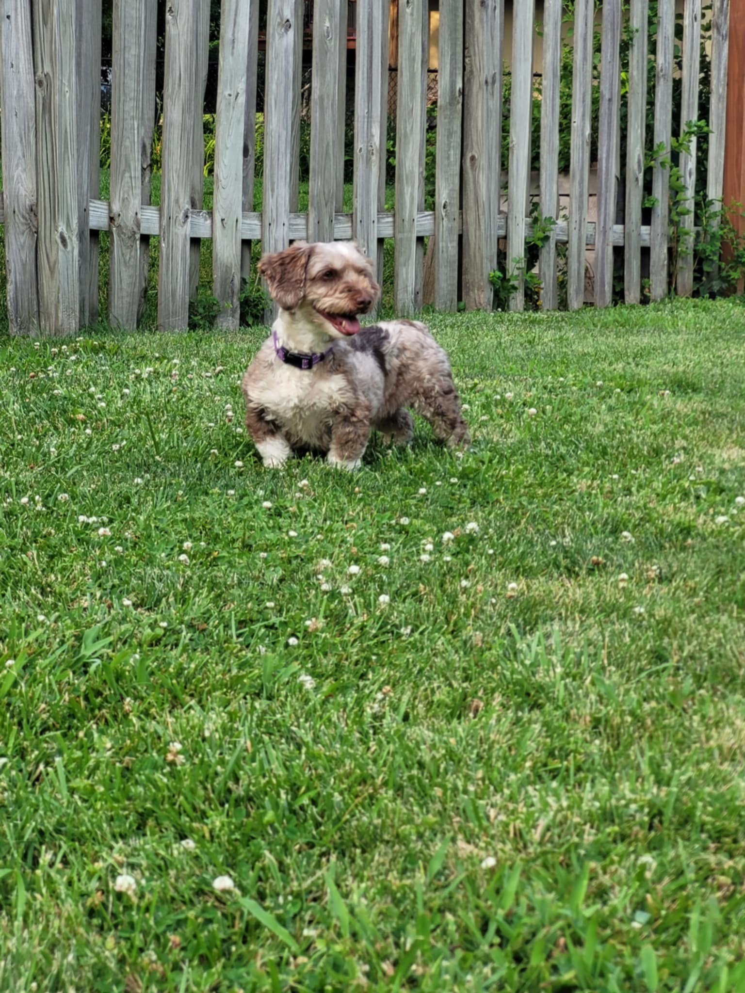 Twiggy, an adoptable Havanese in Kansas City, MO, 64133 | Photo Image 2