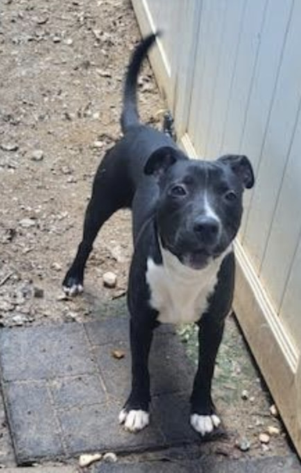 Wiggles (Courtesy Post)
