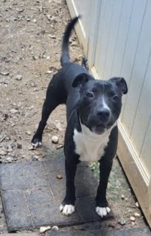 Wiggles (Courtesy Post)