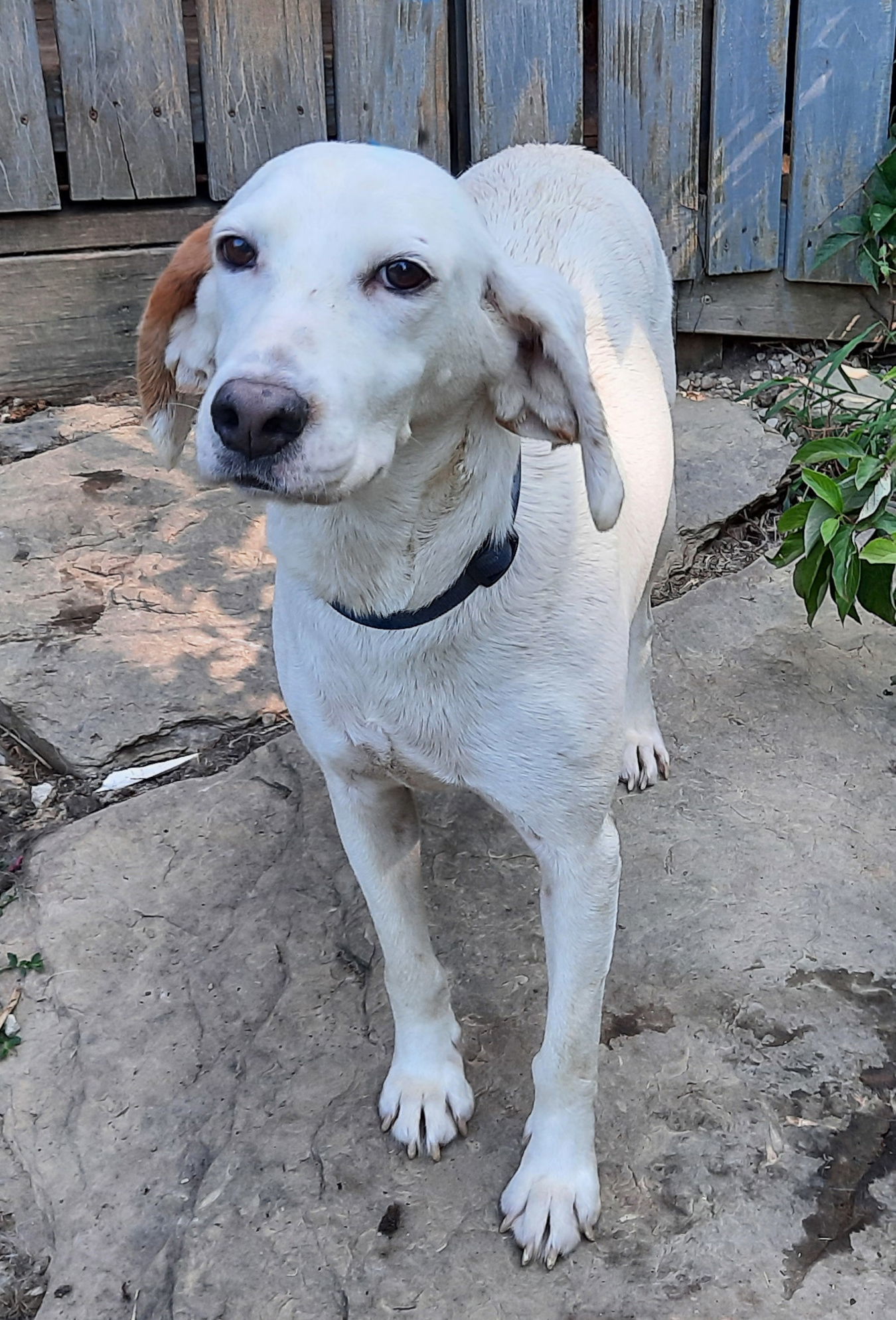 Belle, an adoptable Hound, Spaniel in Mcconnelsville, OH, 43756 | Photo Image 1