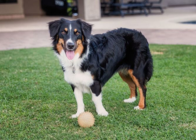 LILY Mini Aussie