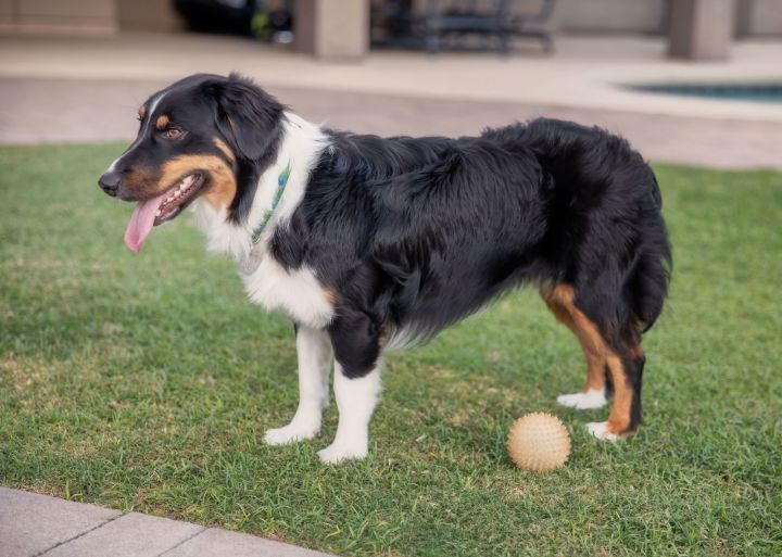 LILY Mini Aussie 2