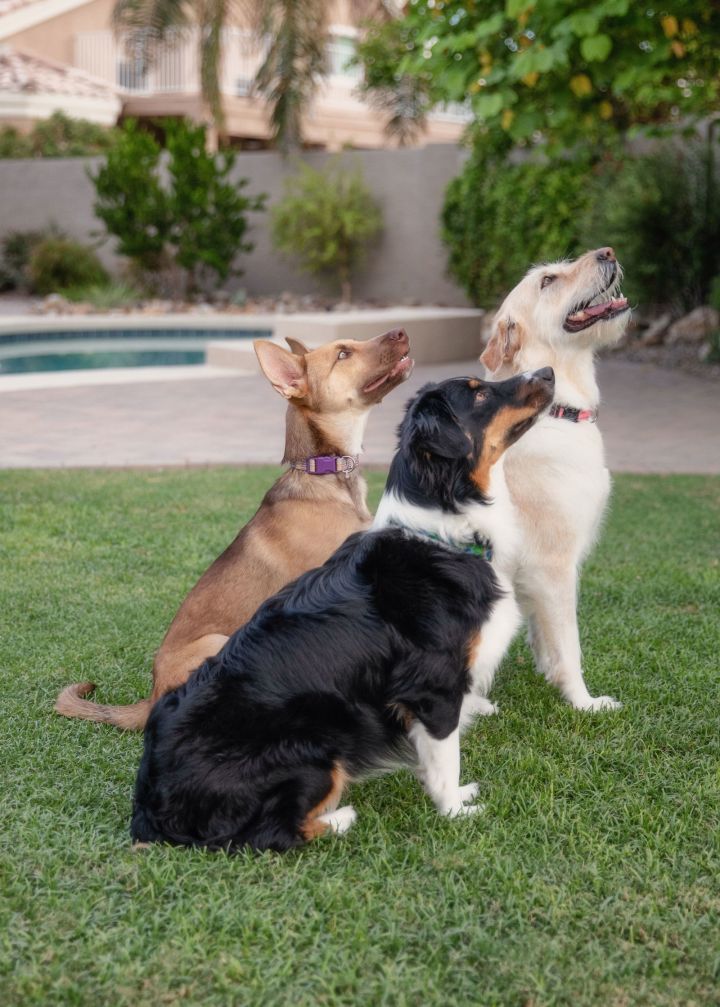 LILY Mini Aussie 3