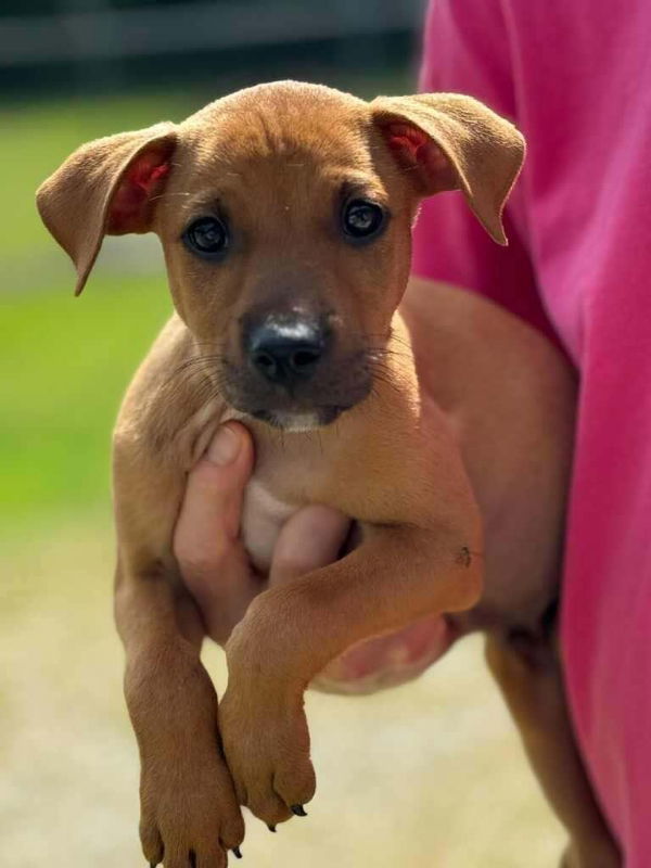 Stills *Adoption Pending* 3