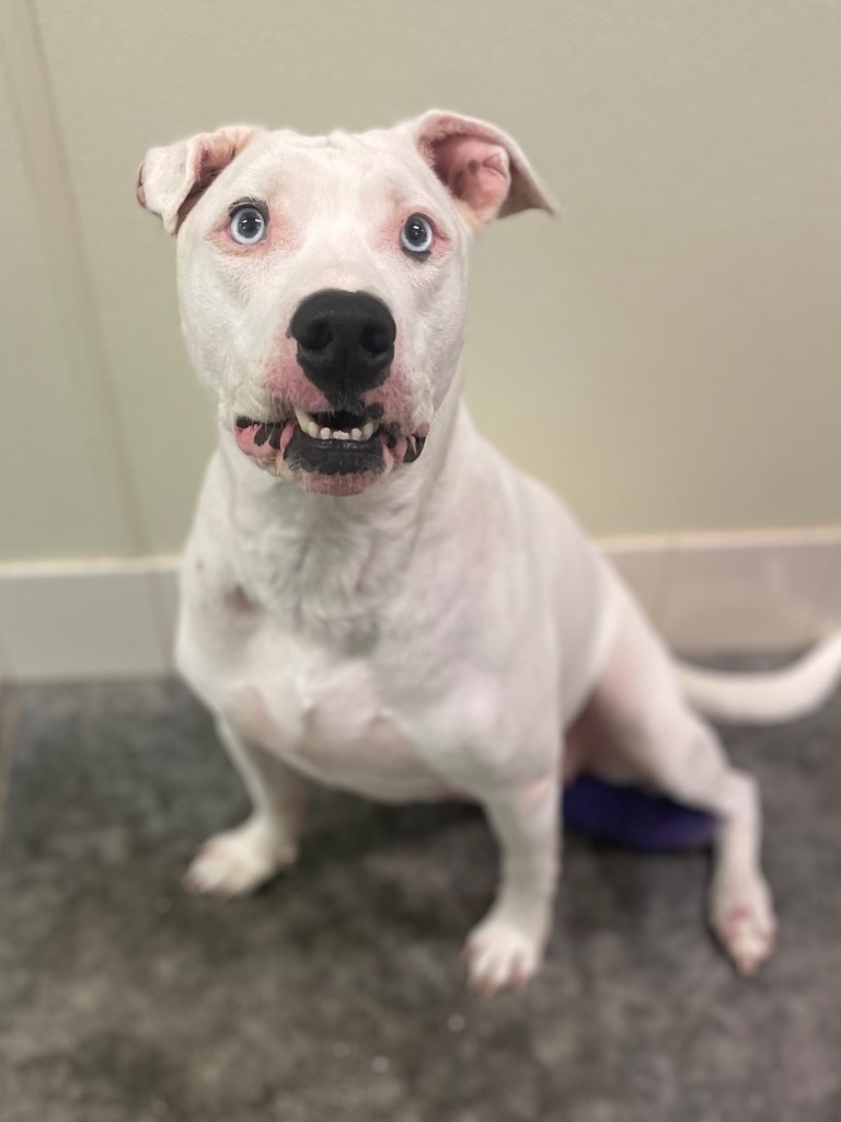 Nova