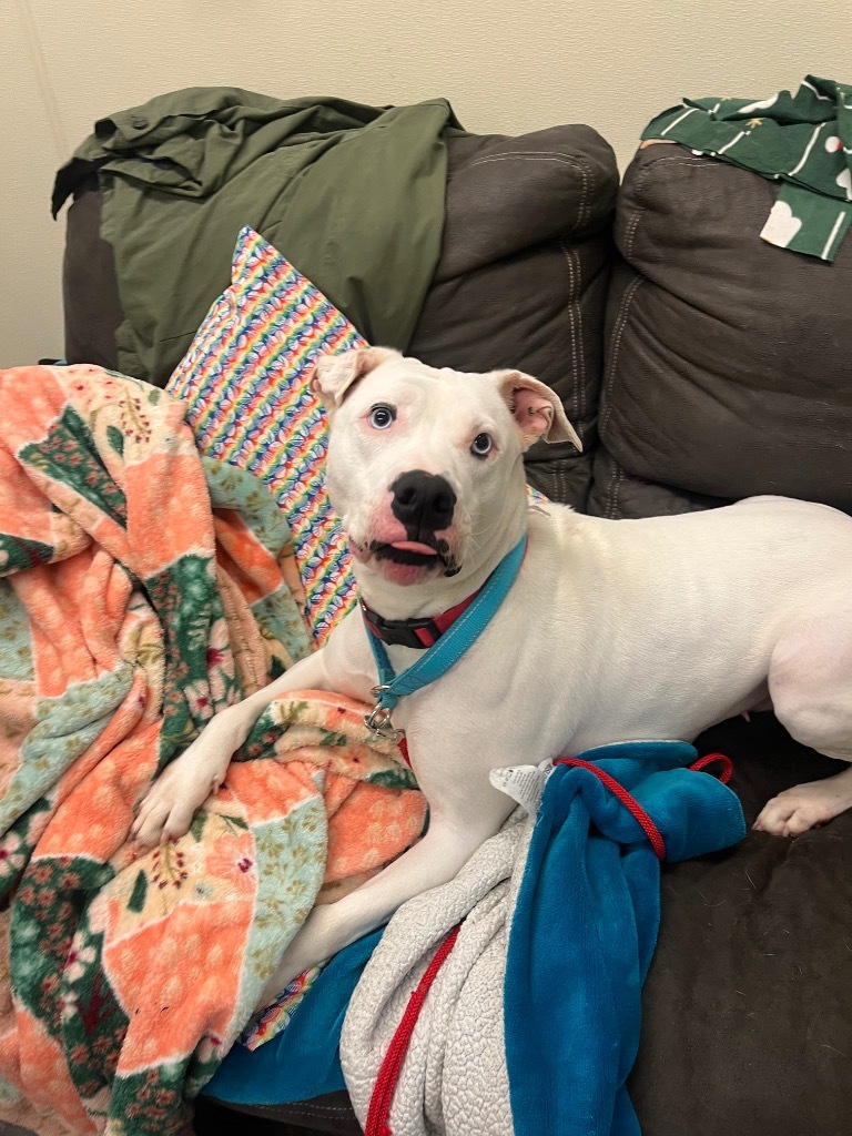 Nova