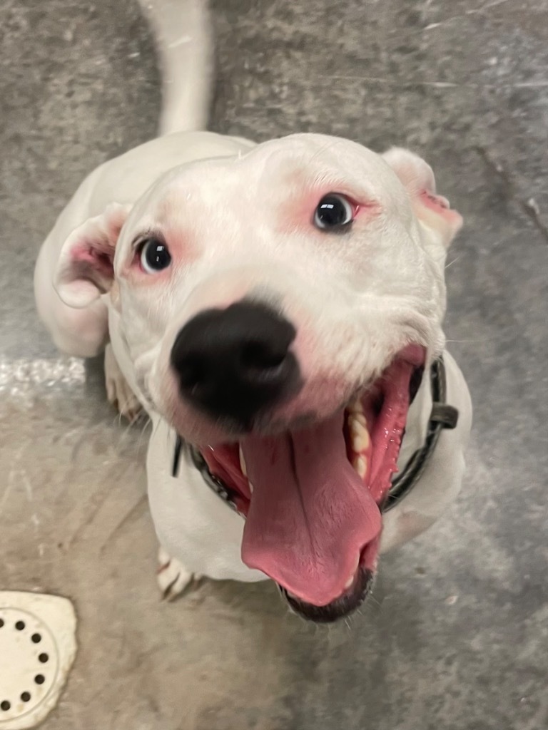 Nova