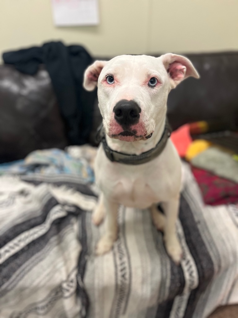 Nova