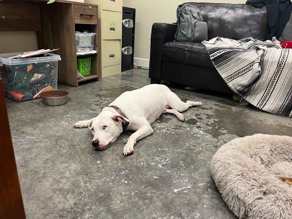 Nova