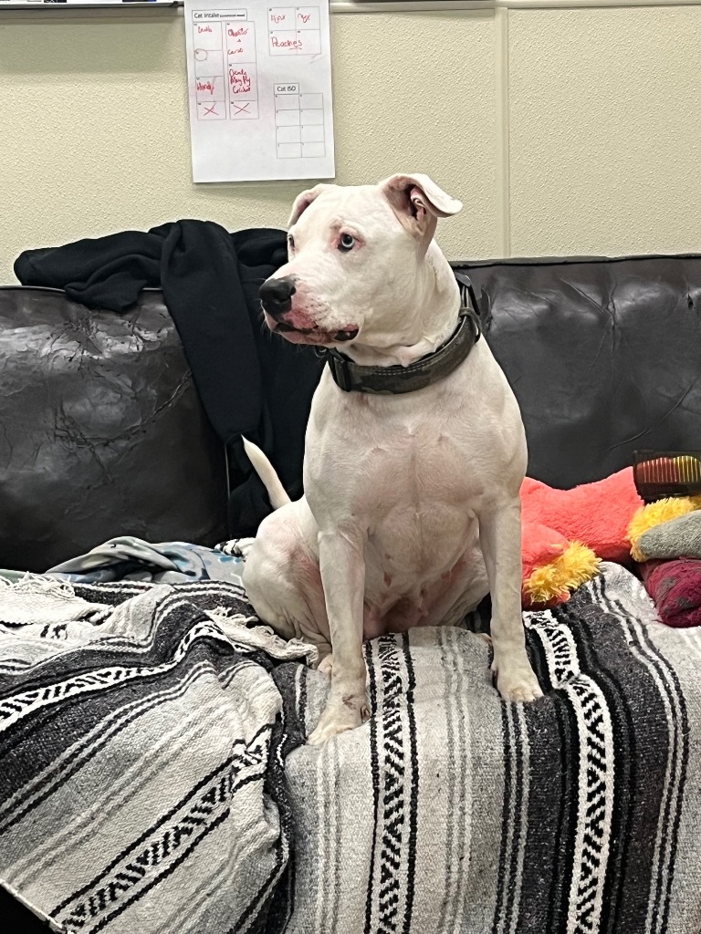 Nova