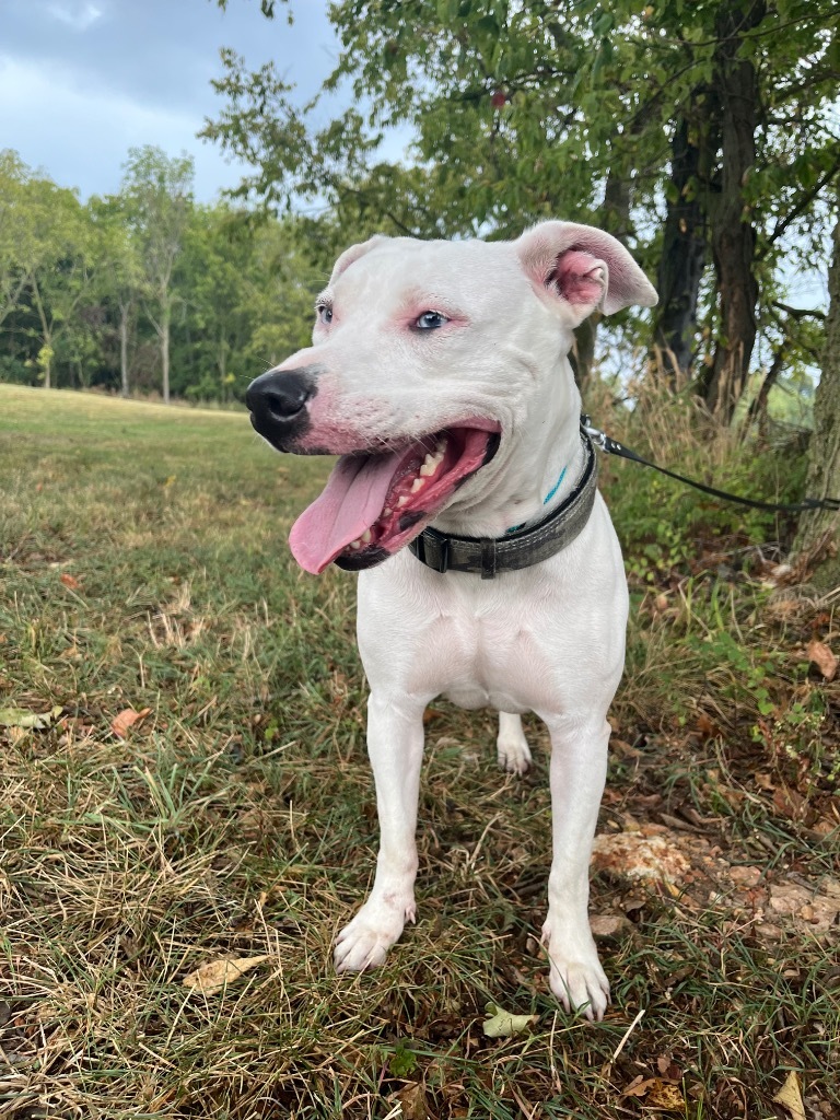 Nova
