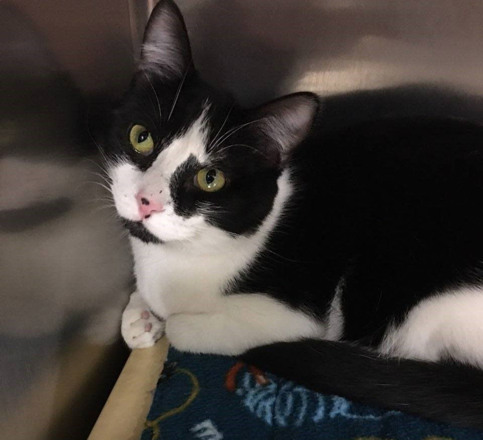Swiper, an adoptable Domestic Short Hair in Traverse City, MI, 49686 | Photo Image 1