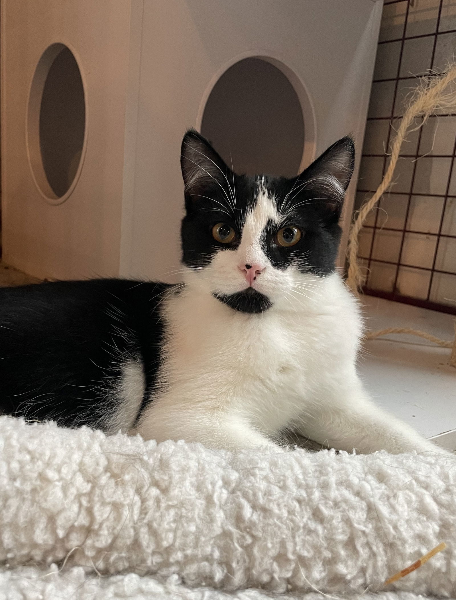 Swiper, an adoptable Domestic Short Hair in Traverse City, MI, 49686 | Photo Image 2