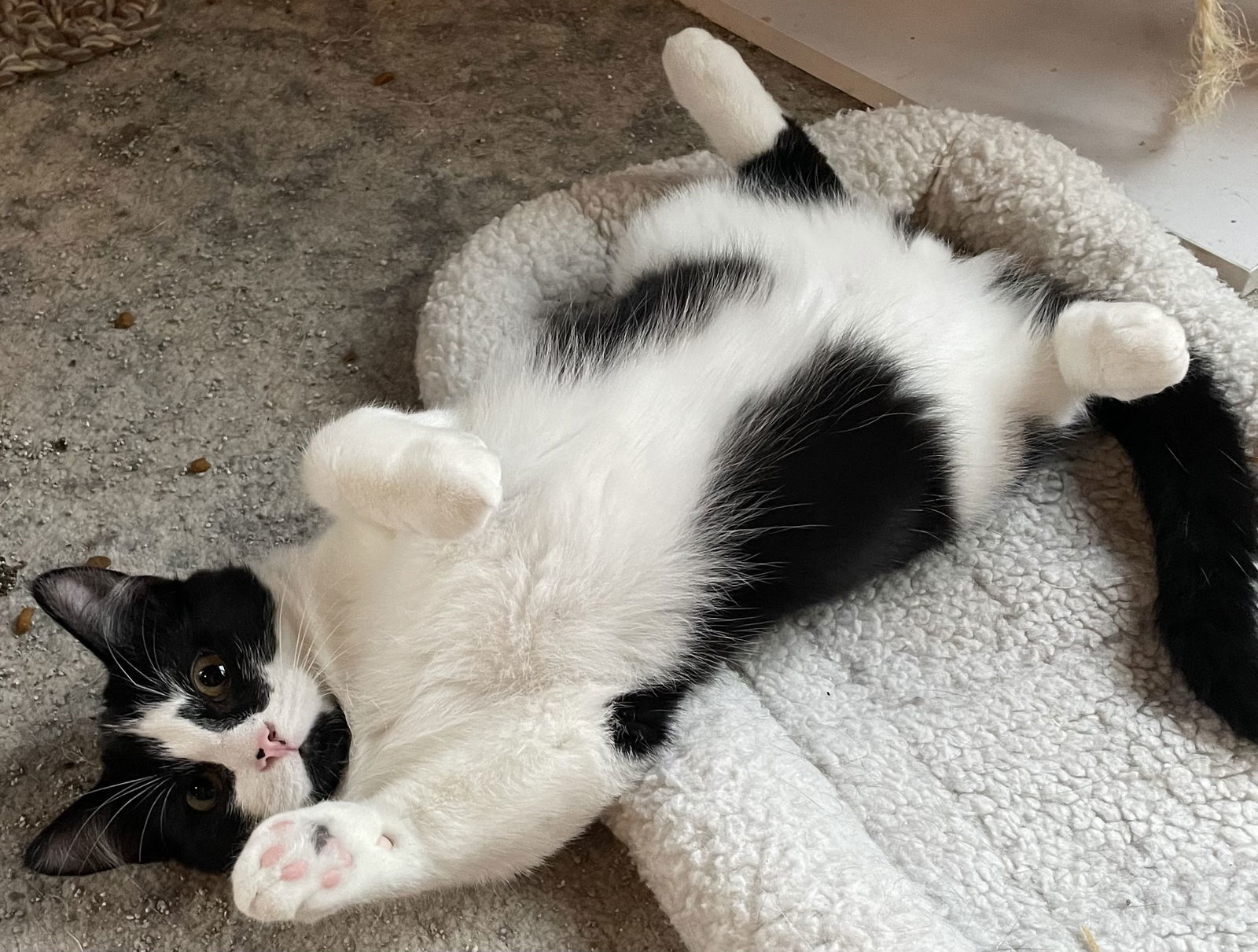 Swiper, an adoptable Domestic Short Hair in Traverse City, MI, 49686 | Photo Image 3