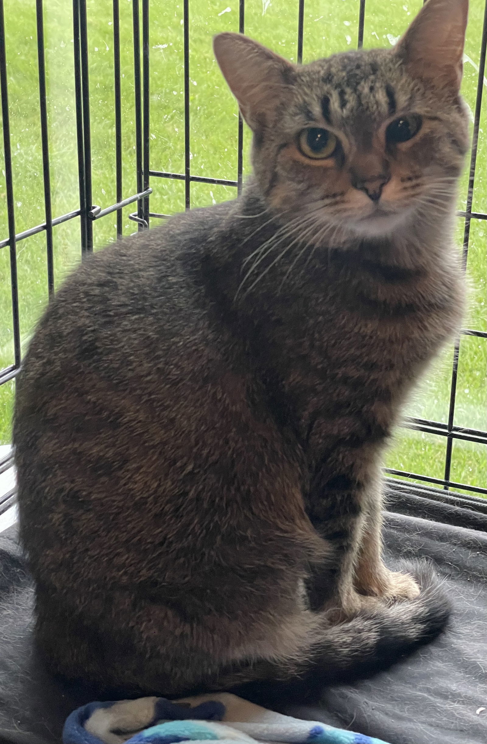 Tansy, an adoptable Tabby, Domestic Short Hair in Traverse City, MI, 49686 | Photo Image 1