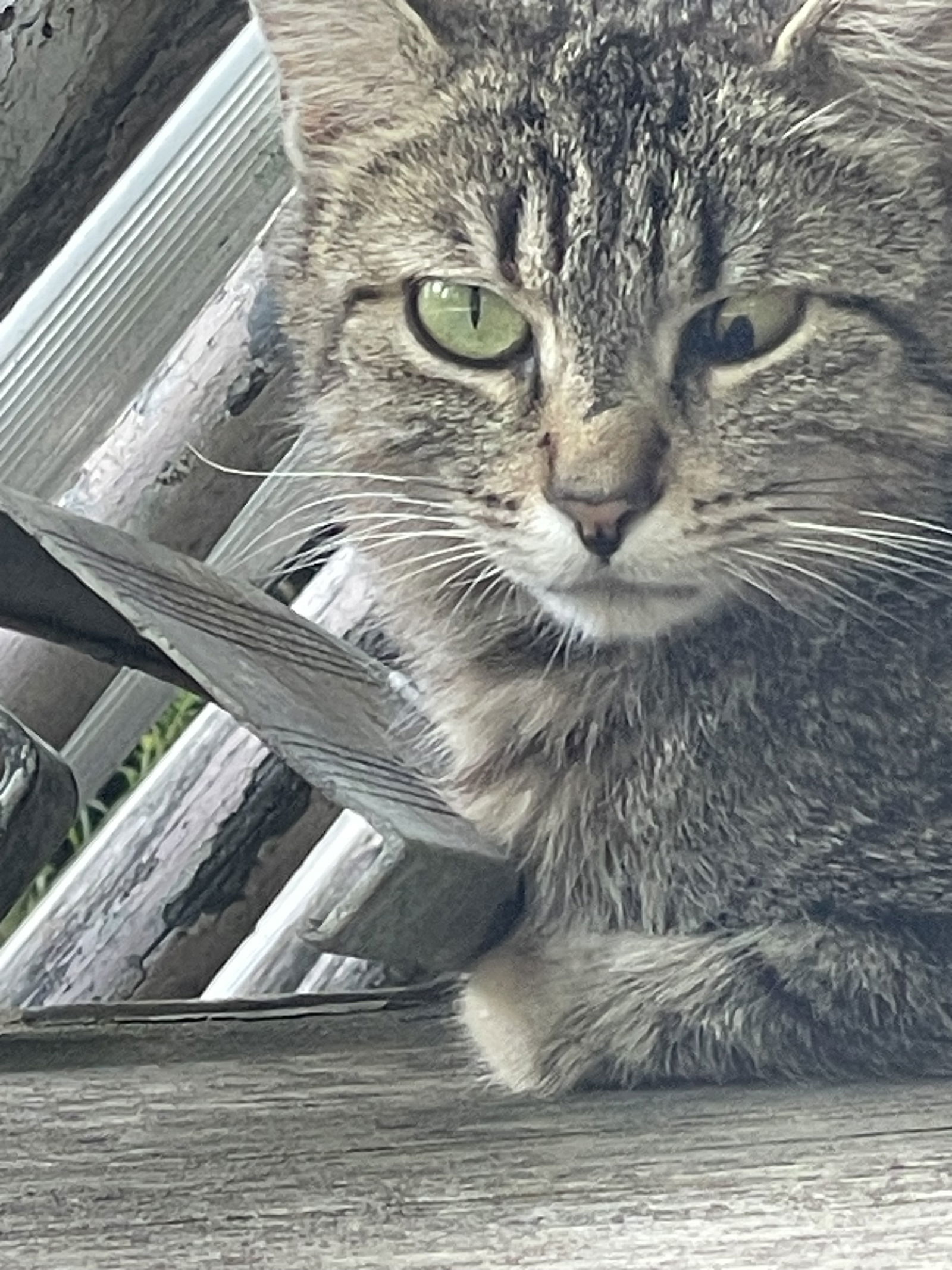 Tansy, an adoptable Tabby, Domestic Short Hair in Traverse City, MI, 49686 | Photo Image 2