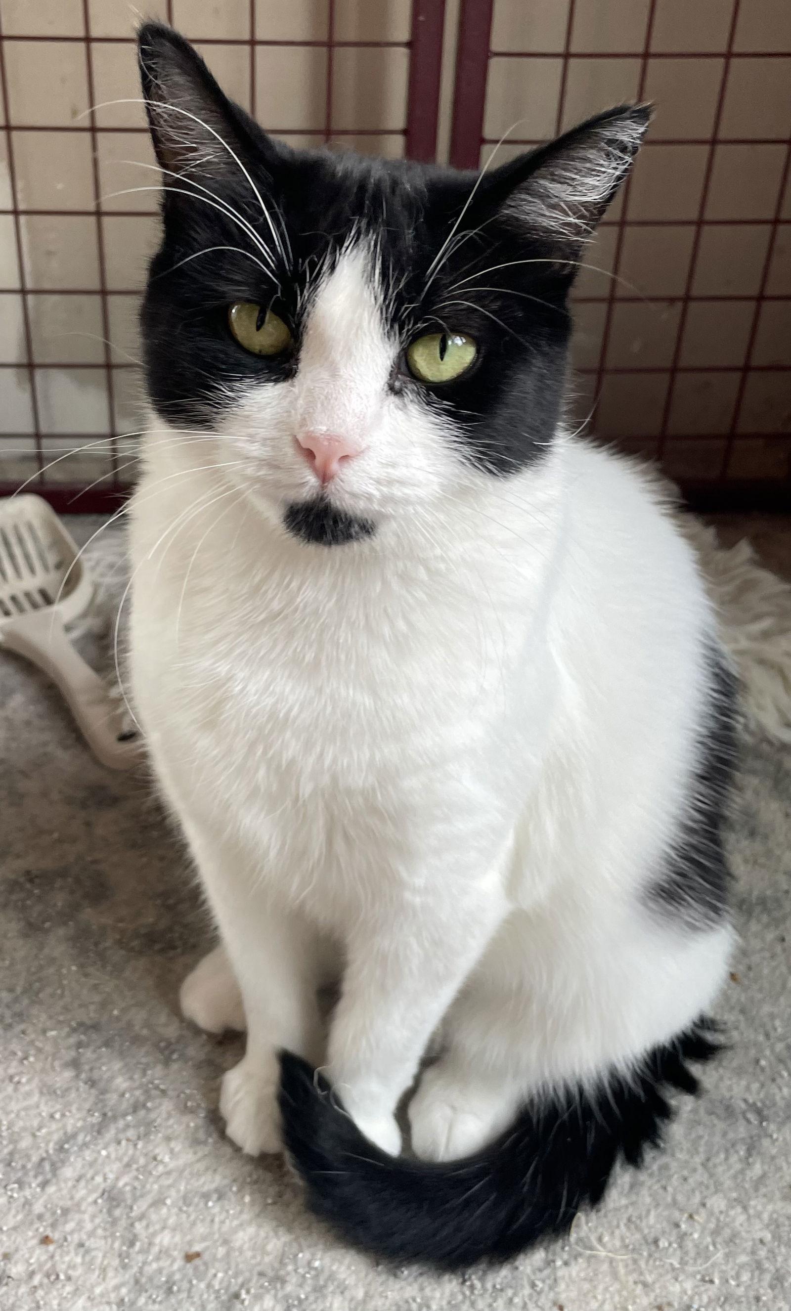 Dora, an adoptable Domestic Short Hair in Traverse City, MI, 49686 | Photo Image 1