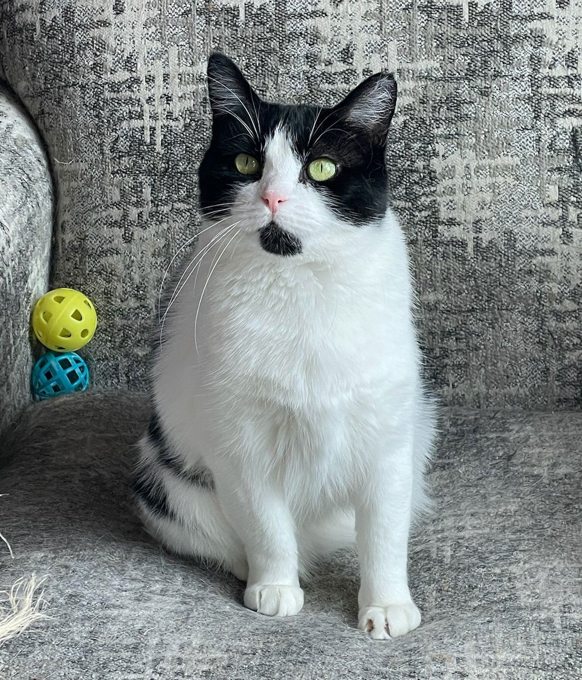 Dora, an adoptable Domestic Short Hair in Traverse City, MI, 49686 | Photo Image 1