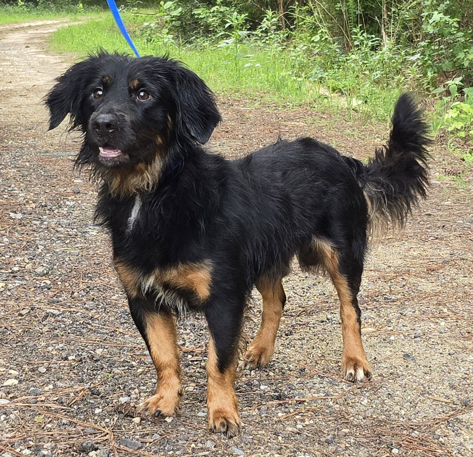 250223 Kyle, an adoptable Spaniel in Wetumpka, AL, 36092 | Photo Image 1