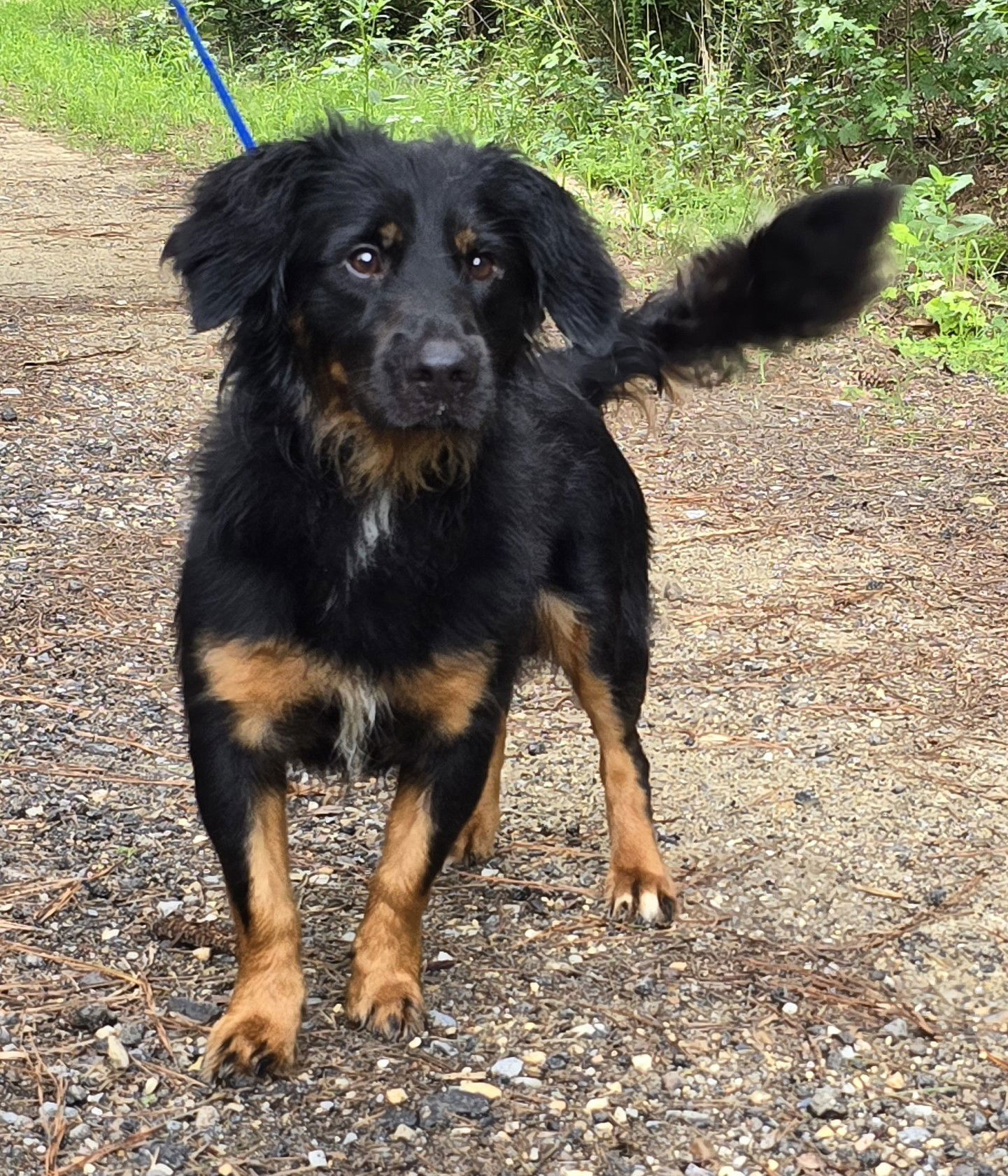 240933 Kyle, an adoptable Spaniel in Wetumpka, AL, 36092 | Photo Image 2