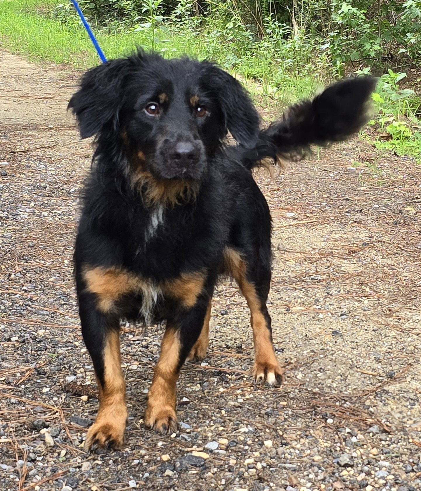 250223 Kyle, an adoptable Spaniel in Wetumpka, AL, 36092 | Photo Image 2