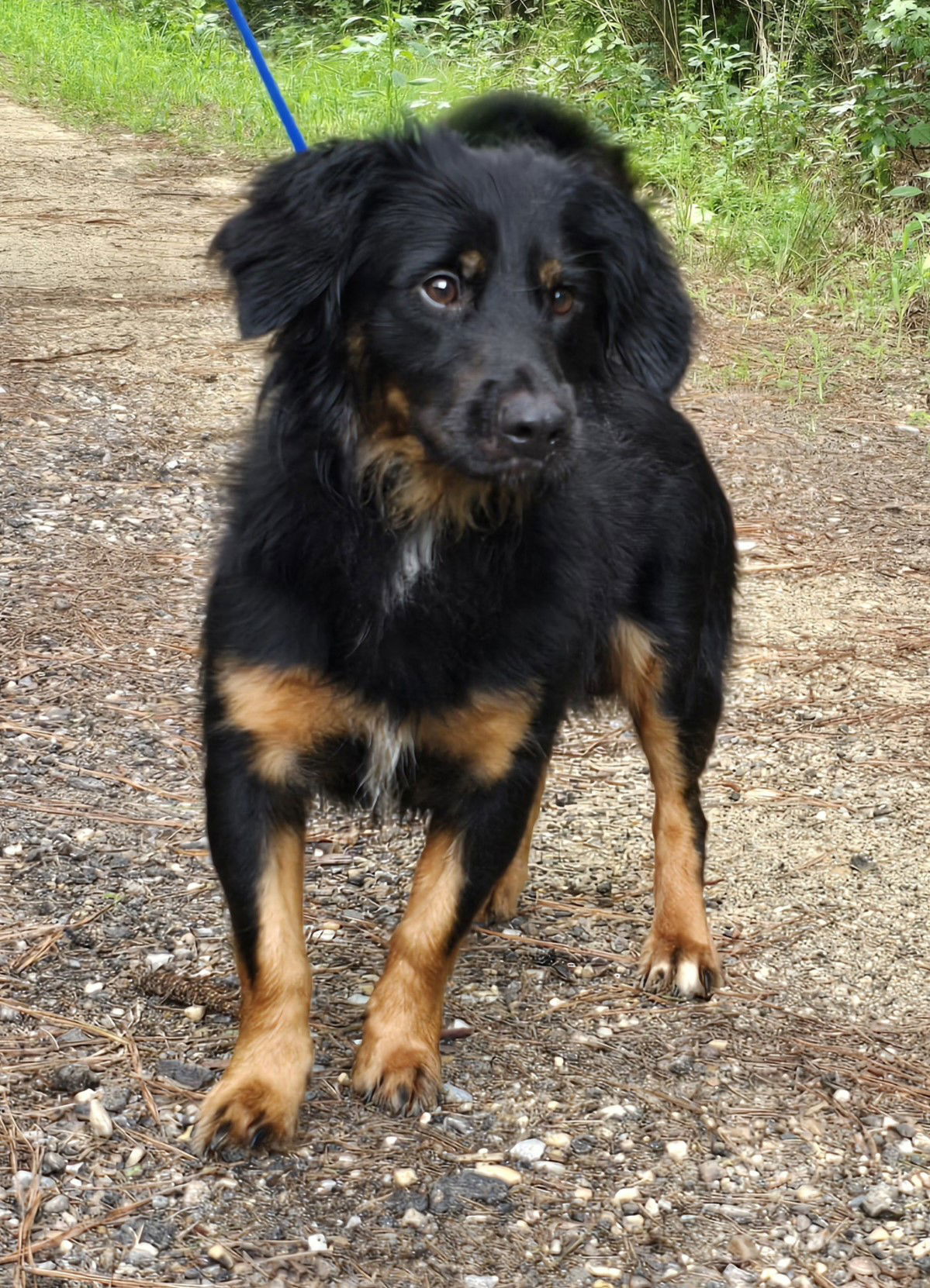 240933 Kyle, an adoptable Spaniel in Wetumpka, AL, 36092 | Photo Image 3