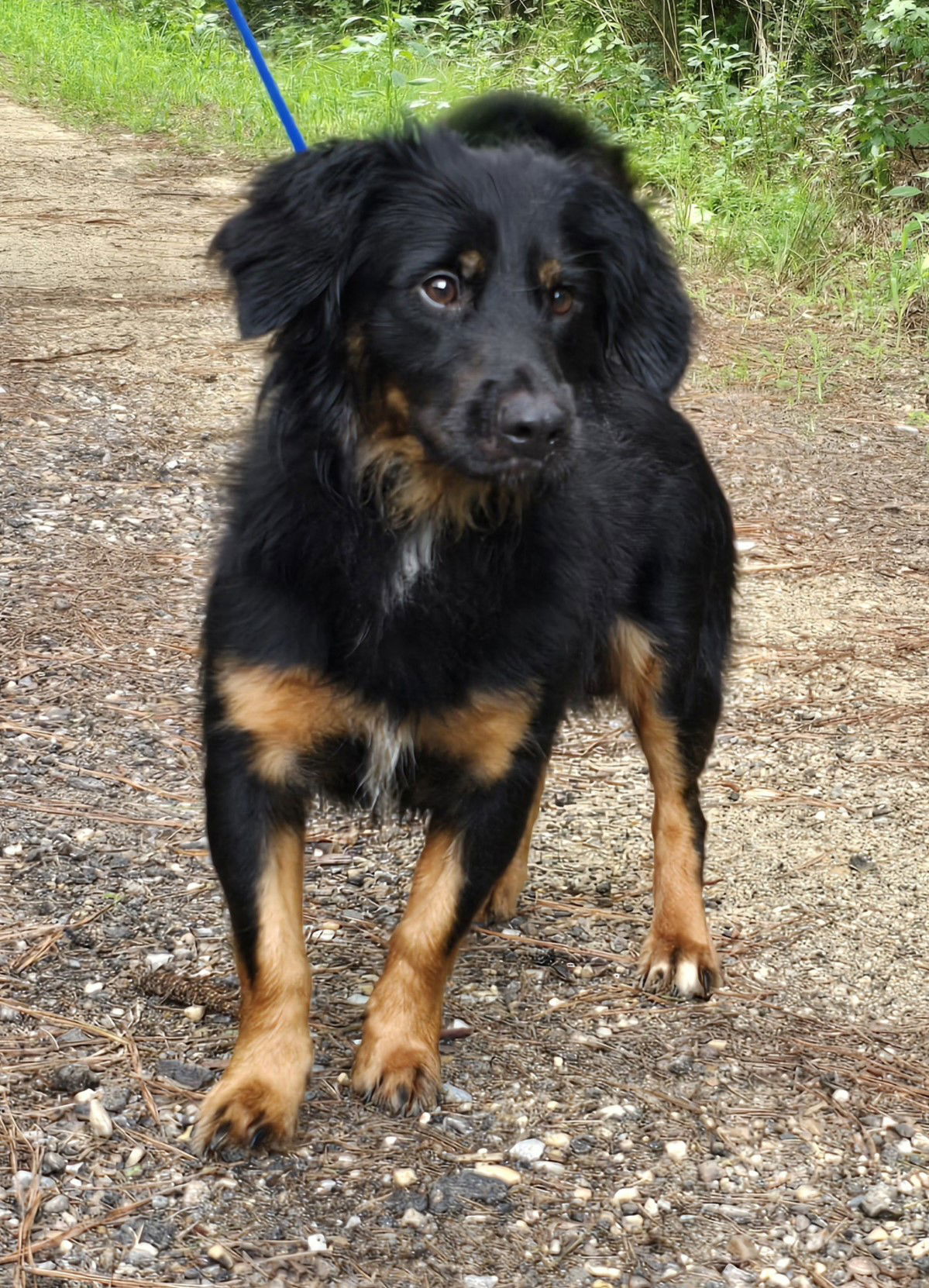 250223 Kyle, an adoptable Spaniel in Wetumpka, AL, 36092 | Photo Image 3