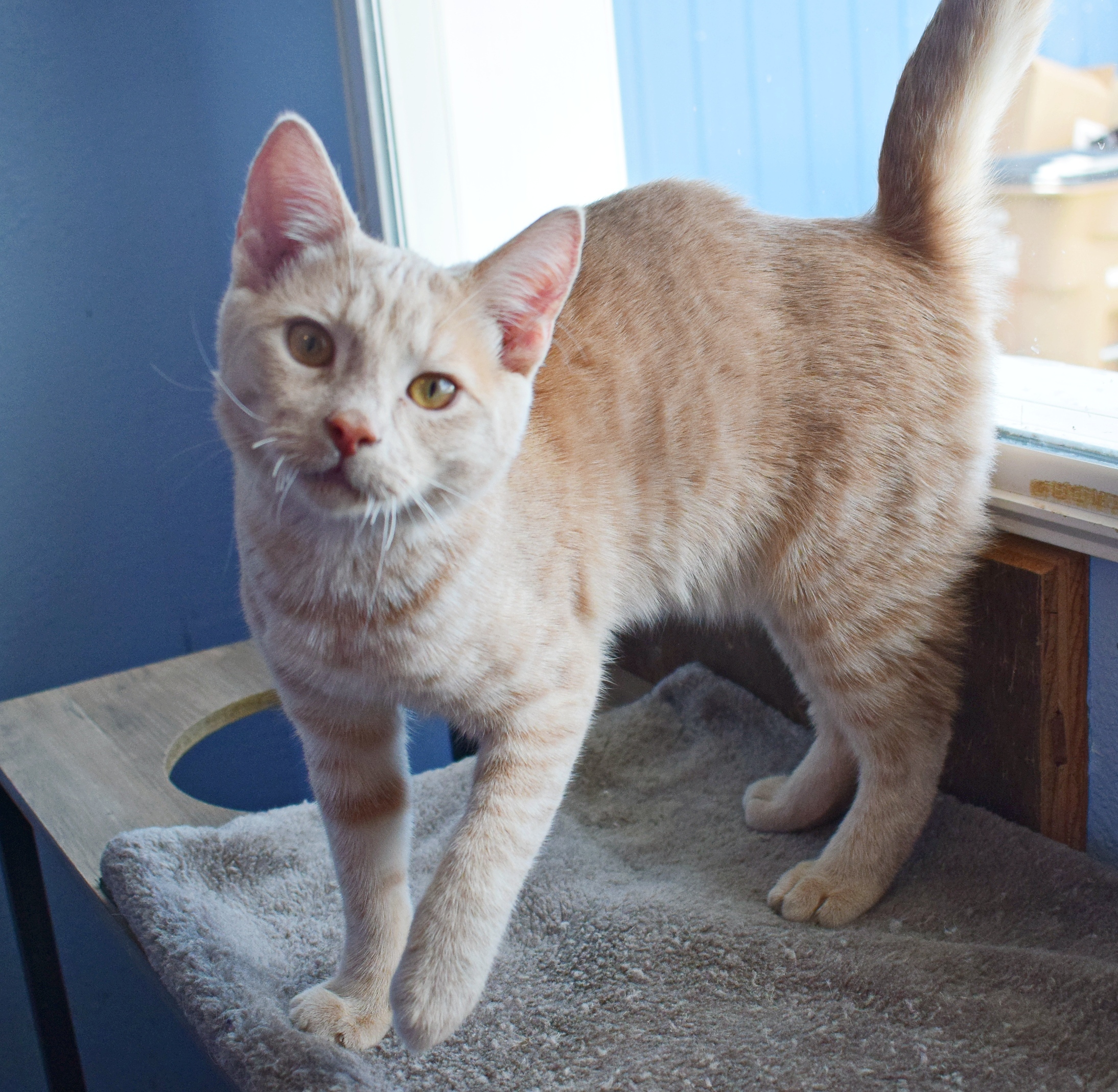 Nutmeg, an adoptable Domestic Short Hair in Fallon, NV, 89406 | Photo Image 1