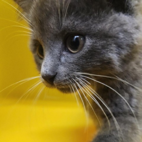 Taffy, an adoptable Domestic Short Hair in North Battleford, SK, S9A 2M7 | Photo Image 1