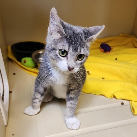 Oregano, an adoptable Domestic Short Hair in Cody, WY, 82414 | Photo Image 1