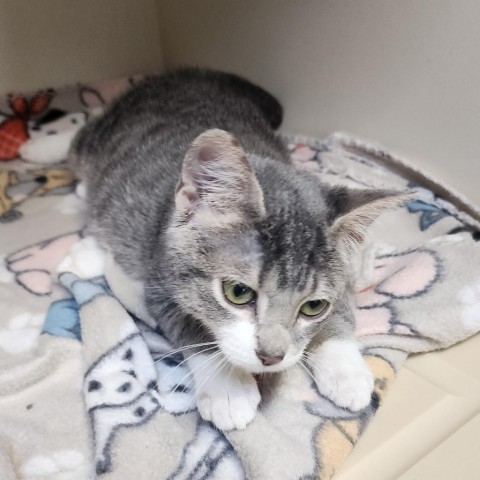 Oregano, an adoptable Domestic Short Hair in Cody, WY, 82414 | Photo Image 1