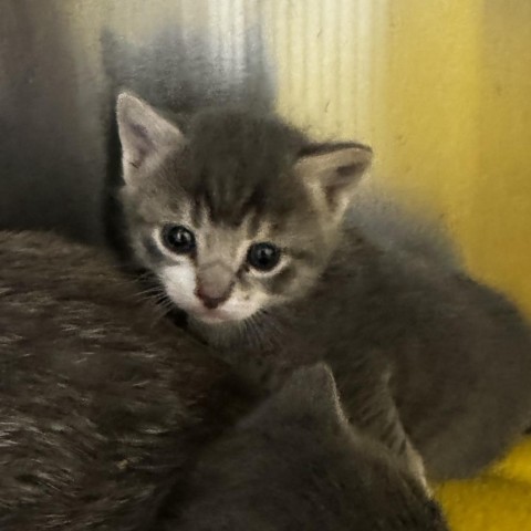 Oregano, an adoptable Domestic Short Hair in Cody, WY, 82414 | Photo Image 2