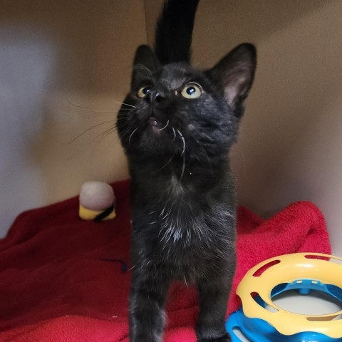 Stormy, an adoptable Domestic Short Hair in Cody, WY, 82414 | Photo Image 1