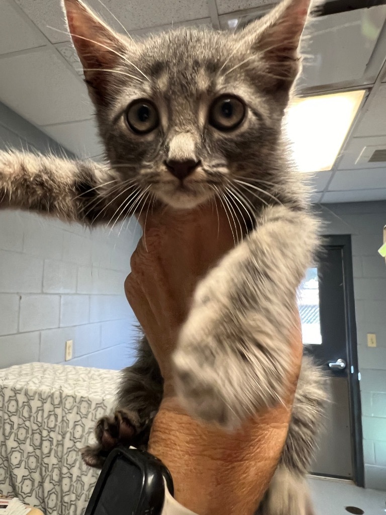 Peeved, an adoptable Domestic Short Hair in Greenwood, MS, 38930 | Photo Image 1